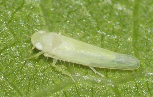 Ficocyba ficaria